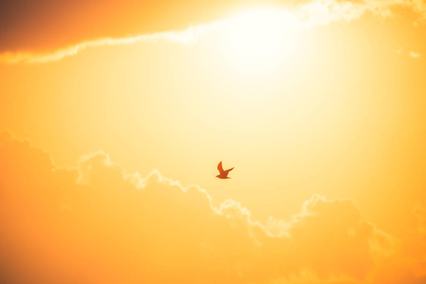 Uçan martılar denizin üzerinde gün doğumunda - Fotoğraf, Görsel
