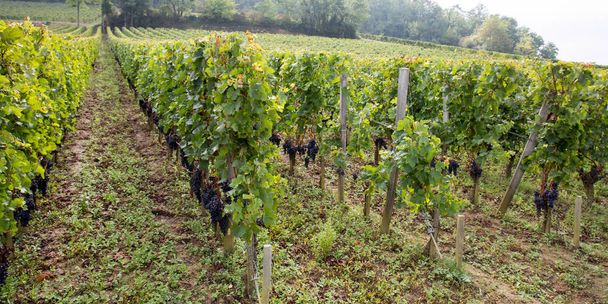 Bordeaux-i szőlőültetvények bortermelő területe Franciaország - Fotó, kép