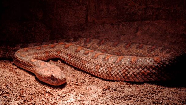 nagyon mérgező és veszélyes kígyó Holmsund hüllő ház - Fotó, kép