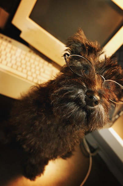 Dog With Glasses At Computer - Photo, Image