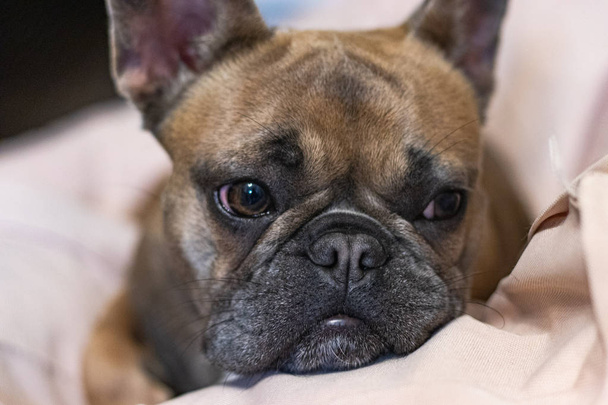 Cute adorable French Bulldog lying on pillow portrait - Photo, Image