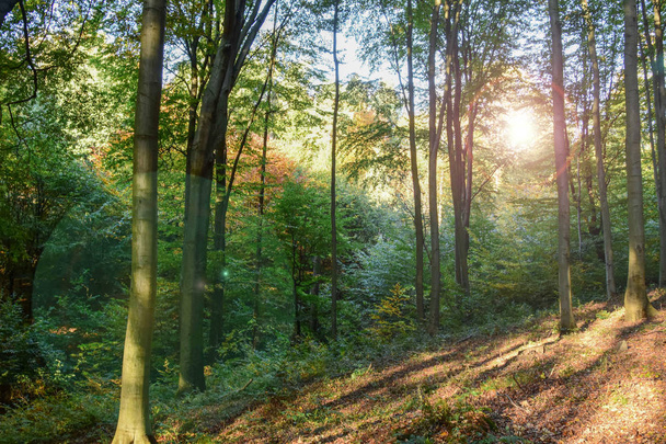 Лес в красивых осенних красках, красные, желтые листья на деревьях на закате
. - Фото, изображение