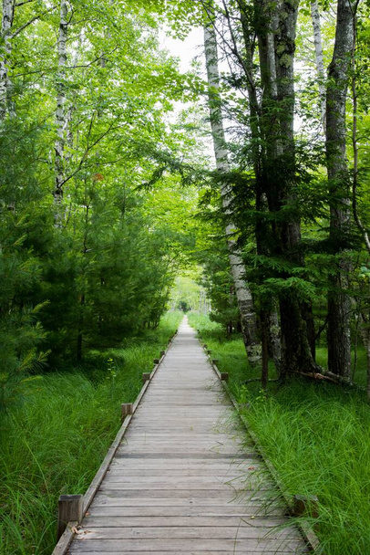 A vertical shot of a man-made wooden path in the forest with bright green grass and trees on the sides - Photo, Image