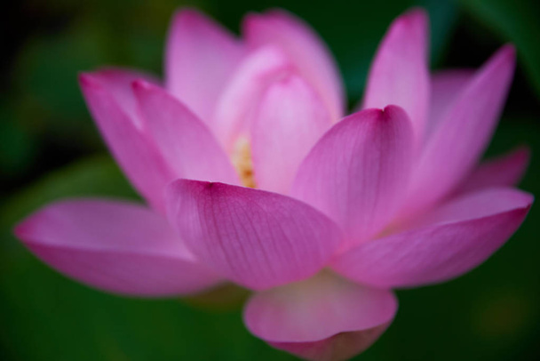 beautiful pink lotus flower close-up view - Foto, Bild