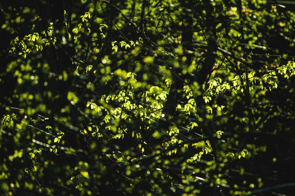 Closeup shot of tree branches with green leaves on them - Fotoğraf, Görsel