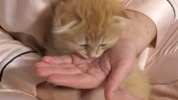 Woman feeding Scottish fold kitten - Footage, Video