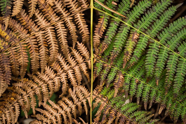 A symmetrical shot of a Matteuccia ostrich fern growing in the middle of a forest - Photo, image