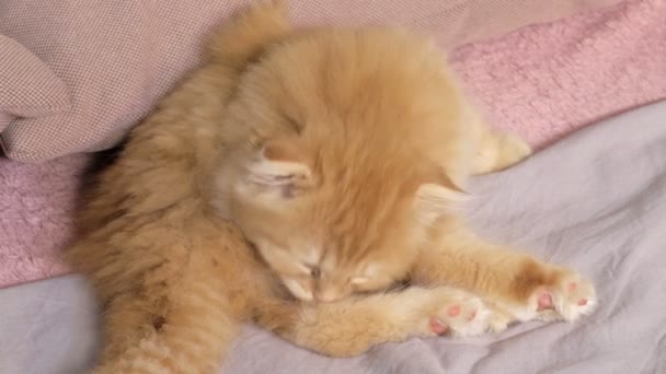 Scottish fold kitten everyday  routine - Footage, Video