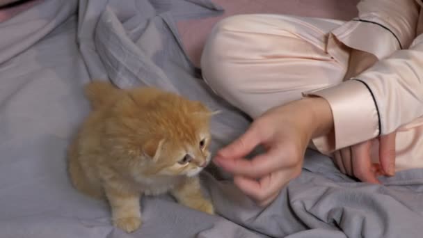 Scottish fold kitten eating near woman in bed - Footage, Video