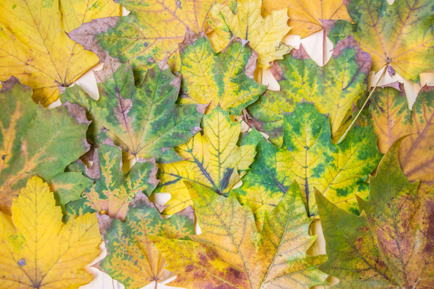 Colorful autumn leaves background, Fall texture of maple leaves, yellow, green and brown foliages pattern - Photo, Image