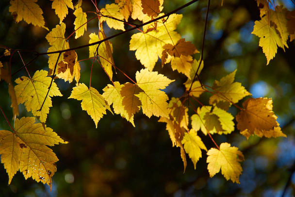 close-up view of colorful autumn leaves  - Φωτογραφία, εικόνα