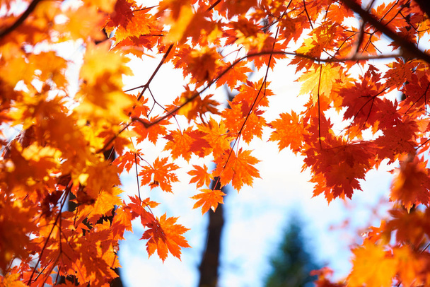 close-up view of colorful autumn leaves  - Foto, Bild