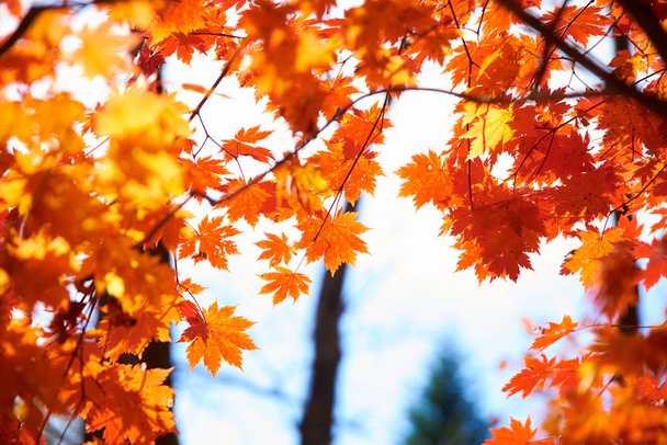 close-up view of colorful autumn leaves  - Foto, Imagen