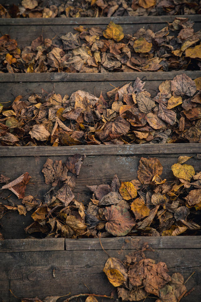 Marches vintage en bois recouvertes de feuillage d'automne flétri
 - Photo, image