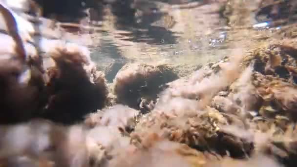 川の藻類の流れに揺れる。水中射撃 - 映像、動画