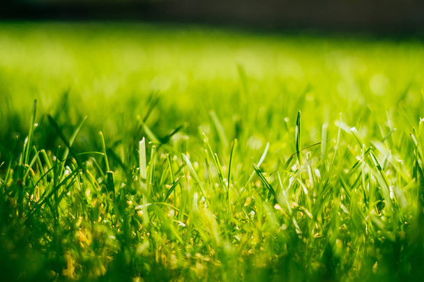 зелена трава фону
 - Фото, зображення