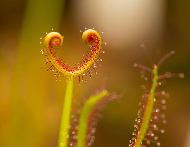 Cape sundew (Drosera capensis) ready to catch insects. - Photo, Image