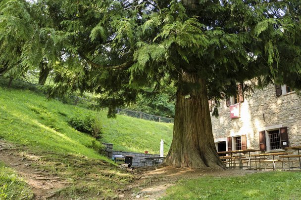 Ormandaki büyük meşe ağacı harika patikada, Ticino kantonu - Fotoğraf, Görsel