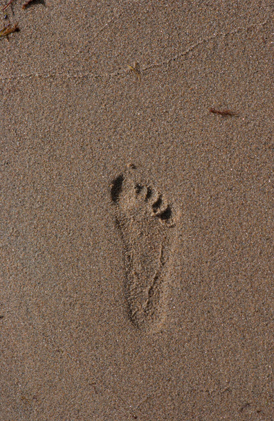 След ноги на мокром песчаном пляже
. - Фото, изображение