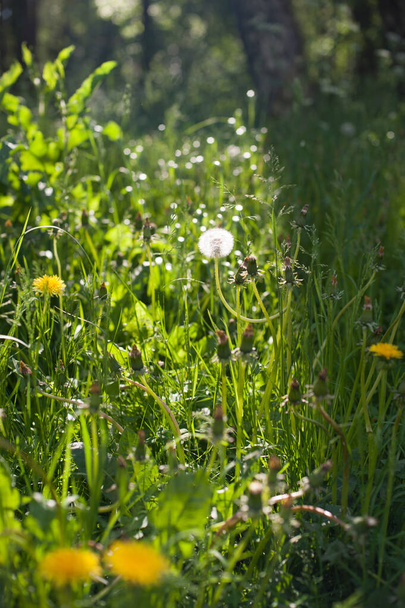 coltsfoots (tussilago farfara) in a sunny meadow - Foto, afbeelding