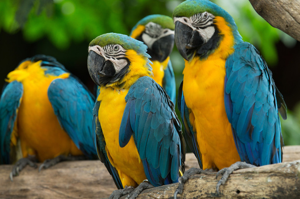 macaw bird - Foto, afbeelding