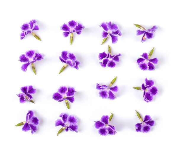 Flor violeta aislada sobre fondo blanco. vista superior
 - Foto, Imagen