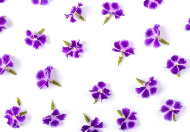 Violetti kukka eristetty valkoinen. ylempi näkymä taustalle
 - Valokuva, kuva
