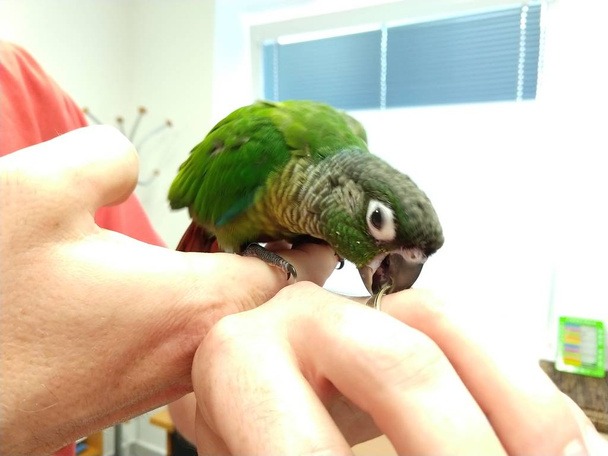 human hands and green parrot bird  - Photo, Image