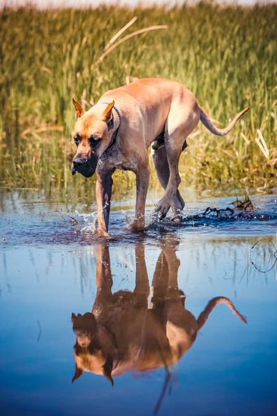 El perro pasea por el lago y mira su reflejo
 - Foto, Imagen