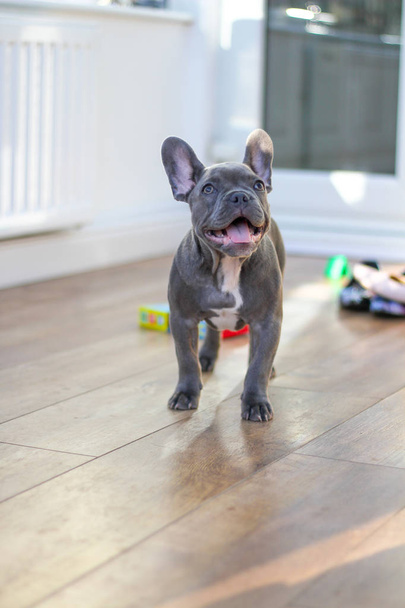 French Bulldog puppy in conservatory - Photo, Image