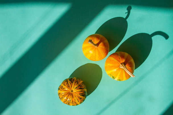 Several bright beautiful decorative pumpkins lie on a neo mint paper background.  - Photo, image
