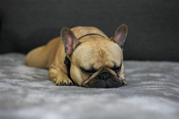 French Bulldog Sleeping - Foto, afbeelding