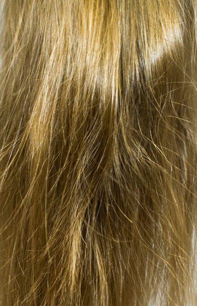Υγιή ξανθά μαλλιά γκρο πλαν άποψη  - Φωτογραφία, εικόνα