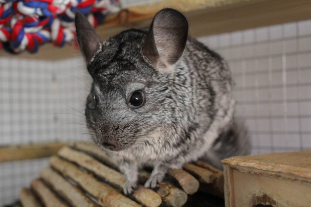 chinchilla pet on wooden toy in cage - Photo, Image