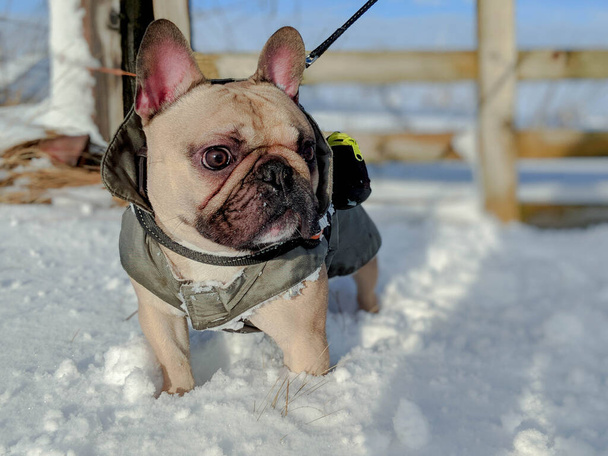 French bulldog dog deep snow with coat on - Fotoğraf, Görsel