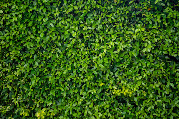 Feuille verte texture de la paroi fond. Vue sur la nature des plantes vertes. concept de papier peint fraîcheur environnementale. - Photo, image