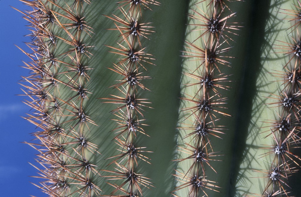 Close Up Of A Cactus Plant - Fotoğraf, Görsel