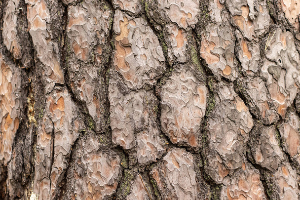 Öregített fenyőfa törzsének kéreg textúra. Repedések - Fotó, kép