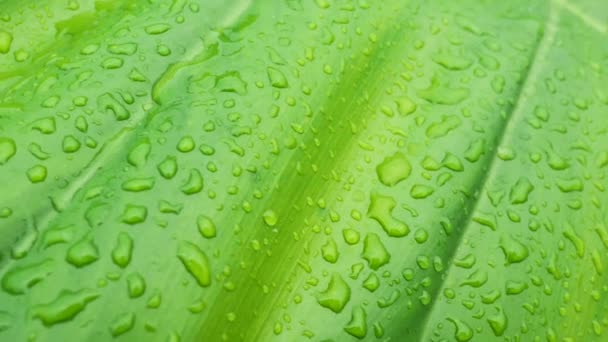 Tropical rainforest green leaf with water drops. - 映像、動画