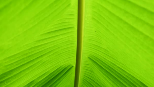 Greenery abstract background, tropical plants banana leaf. - Materiał filmowy, wideo