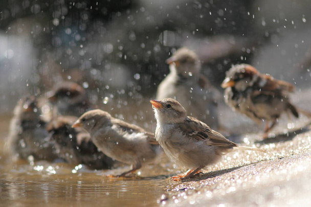 Sparrow se koupe v louži - Fotografie, Obrázek