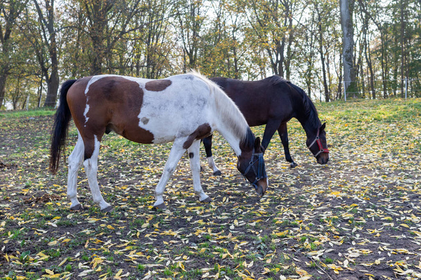 Horses by the belt.  - Valokuva, kuva