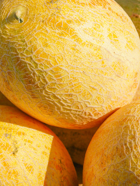 melons in the sun. harvest of melons. Agriculture. good harvest - Photo, Image