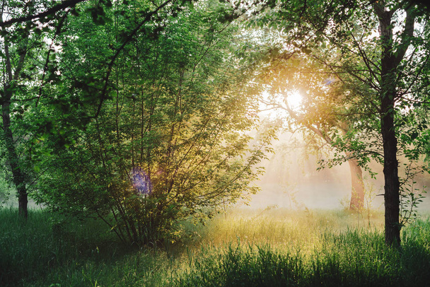 Sunbeams and lens flare on foliage with copy space - 写真・画像