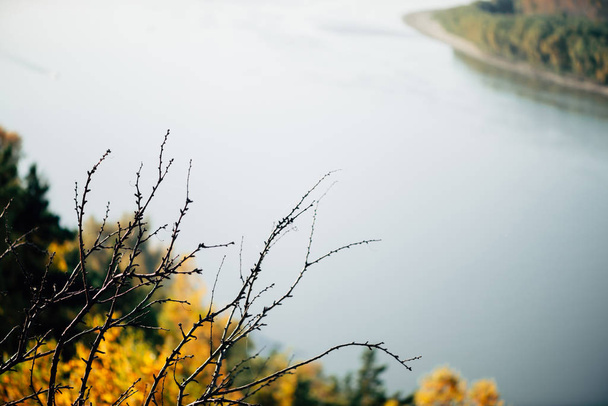Strom s spadlým listím na vodní pozadí. oranžové žluté podzimní pozadí - Fotografie, Obrázek