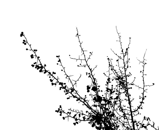 Tree branch silhouette. Vector illustration - Vector, Image