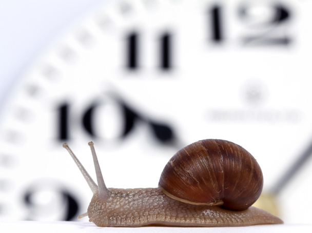 Edible snail - Photo, Image
