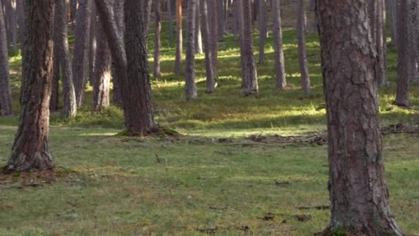 Az őszi szezon napján fenyőfákon át bámul az erdőbe. Panning lövés, természetes környezet. - Felvétel, videó