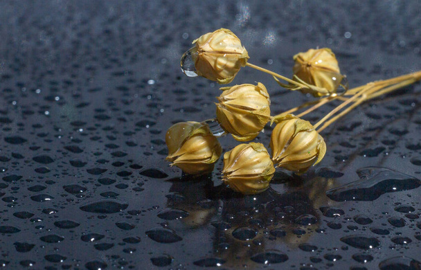 sušené květiny na povrchu s kapkami vody - Fotografie, Obrázek