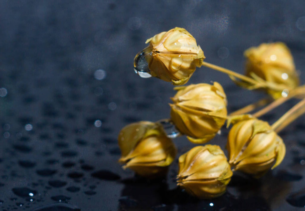 flores secas na superfície com gotas de água
 - Foto, Imagem